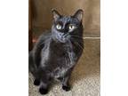 Adopt May a All Black Domestic Shorthair / Domestic Shorthair / Mixed cat in Eau