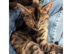 Adopt Buttercup a Domestic Short Hair