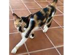 Adopt Cola Arabia a Calico or Dilute Calico Domestic Shorthair / Mixed cat in