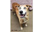 Adopt Foxy a Australian Shepherd, Siberian Husky