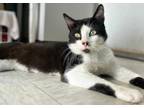 Adopt Domino a Black & White or Tuxedo Domestic Shorthair (medium coat) cat in