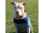 Adopt Big Margarita a Pit Bull Terrier