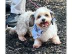 Adopt Suzie a White - with Gray or Silver Shih Tzu / Dachshund / Mixed dog in
