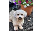 Adopt Dudley a White - with Gray or Silver Shih Tzu / Dachshund / Mixed dog in