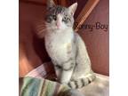 Adopt Sonny-Boy a Gray, Blue or Silver Tabby American Shorthair / Mixed (short