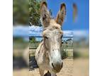 Adopt Amigo a Gray Donkey/Mule/Burro/Hinny horse in Prescott, AZ (38817660)