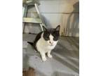 Adopt Sasha a Gray or Blue (Mostly) Domestic Shorthair (short coat) cat in