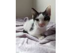 Adopt Chrissy a Black & White or Tuxedo Domestic Shorthair (medium coat) cat in