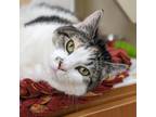 Adopt Minnie a Domestic Short Hair