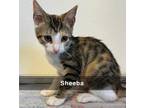 Adopt Sheeba a Calico or Dilute Calico Calico (short coat) cat in Tehachapi