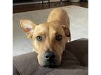Adopt Kiara a Tan/Yellow/Fawn Shepherd (Unknown Type) / Mixed dog in Houston