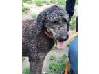 Adopt Olivia a Black Poodle (Standard) / Goldendoodle dog in Freeport