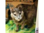 Adopt Chicken + Stars a Domestic Short Hair