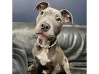 Adopt Genesis (Ginny) a Pit Bull Terrier, Mixed Breed