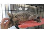 Adopt Jolene ( and Waffle ) a Domestic Short Hair