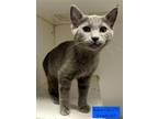 Adopt Bobcat a Domestic Short Hair