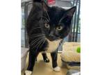 Adopt Figaro a All Black Domestic Shorthair / Domestic Shorthair / Mixed cat in