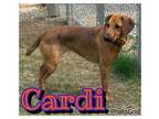 Adopt Cardi a Hound, Mixed Breed