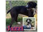 Adopt Jazzi a Hound, Mixed Breed