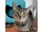 Adopt Daffodil a Domestic Short Hair