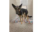Adopt Stormie a German Shepherd Dog, Mixed Breed