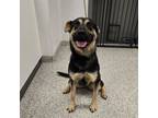 Adopt Vanessa a German Shepherd Dog, Mixed Breed