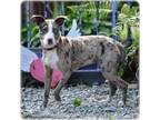 Adopt Thea a Catahoula Leopard Dog