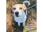 Adopt Willow a Beagle