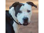 Adopt Lacey a White - with Black Boxer / American Pit Bull Terrier / Mixed dog