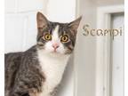 Adopt Scampi a Gray, Blue or Silver Tabby Domestic Shorthair (short coat) cat in