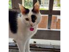 Adopt Mahi a White (Mostly) Domestic Shorthair / Mixed (short coat) cat in
