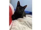 Adopt Marbles a Domestic Short Hair