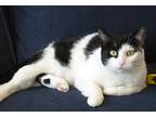 Adopt Tesla a Black & White or Tuxedo Domestic Shorthair (short coat) cat in