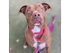 Adopt Jovie Le Della a Brown/Chocolate Pit Bull Terrier / Mixed dog in Fresno