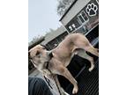 Adopt Smokey a Tan/Yellow/Fawn Labrador Retriever / Mixed dog in Selma
