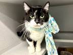 Adopt Shadow a Domestic Short Hair