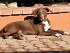 Adopt Bob Hope a Red/Golden/Orange/Chestnut - with White Carolina Dog /