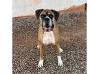Adopt Bentley a Tan/Yellow/Fawn Boxer / Mixed dog in Tulsa, OK (36657773)