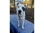 Adopt Bouije - IN FOSTER a White Mixed Breed (Large) / Mixed dog in Chamblee