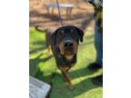 Adopt Tiny a Rottweiler, Mixed Breed