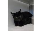 Adopt Midnight a Domestic Short Hair