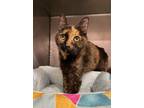 Adopt Lola and Juno a Calico or Dilute Calico American Shorthair (short coat)