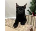 Adopt Kensey a All Black Domestic Shorthair / Mixed cat in New York