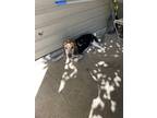 Adopt Lakemann a Tricolor (Tan/Brown & Black & White) Beagle / Mixed dog in