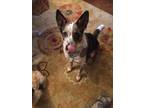 Adopt Duke a Tricolor (Tan/Brown & Black & White) Australian Cattle Dog / Mixed