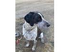 Adopt Turbo a Black Hound (Unknown Type) / Mixed dog in Spruce Grove