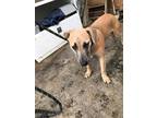 Adopt valkyrie a Tan/Yellow/Fawn German Shepherd Dog / Mixed dog in Selma