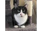 Adopt Shy a All Black Domestic Shorthair / Mixed cat in Brawley, CA (36668213)