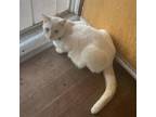 Adopt Toucan a White (Mostly) Siamese / Mixed cat in Brawley, CA (36668214)