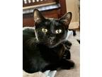Adopt Pippin M a All Black Domestic Shorthair (short coat) cat in Sacramento